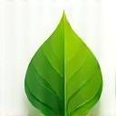 Feuille verte symbolisant l'écologie